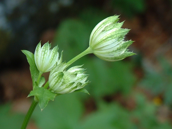 Astrantia major / Astranzia maggiore
